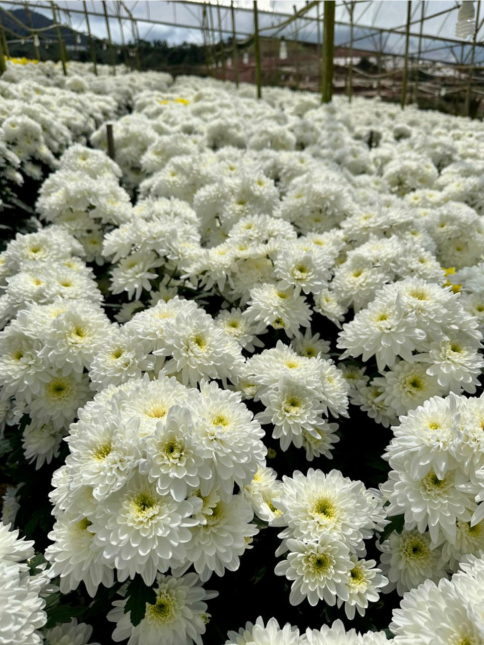 flower2