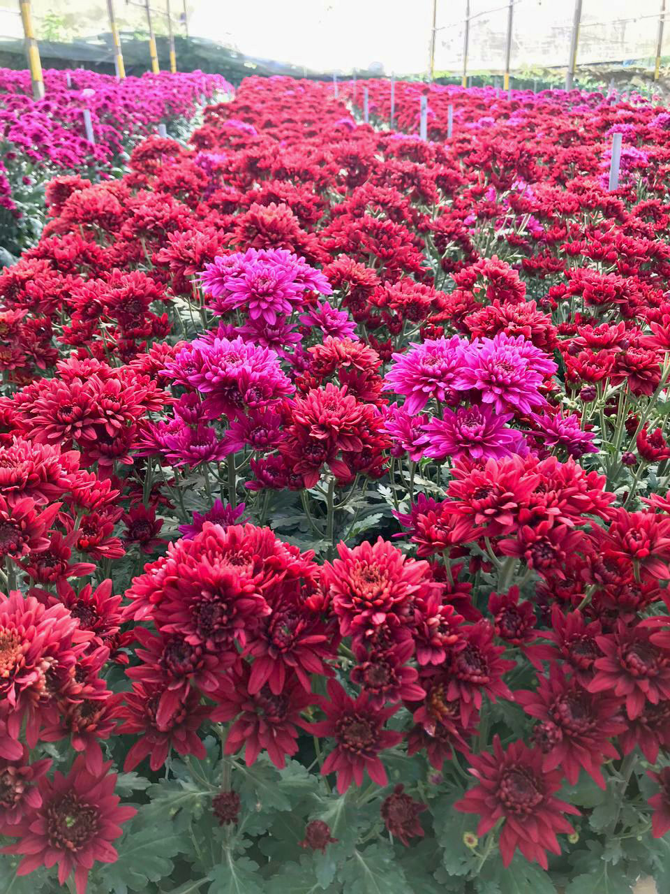flower3